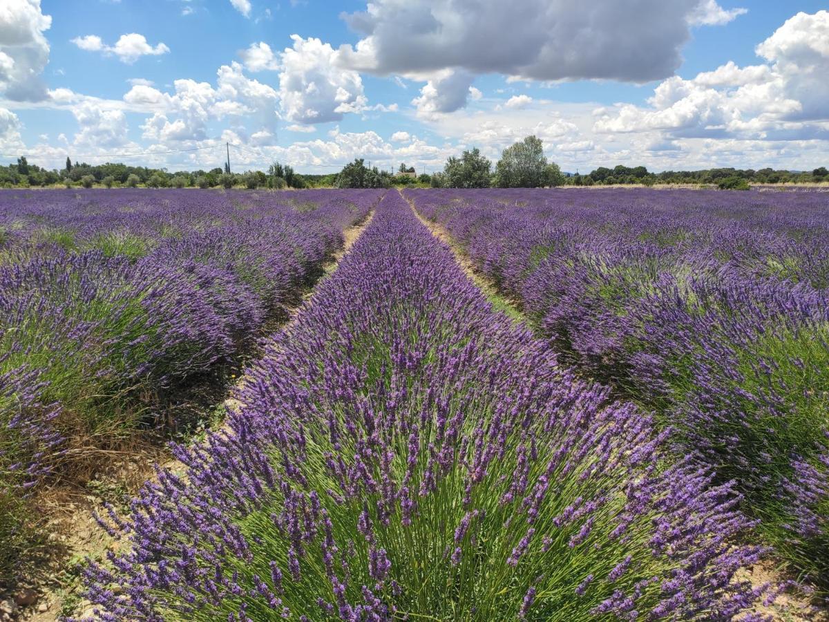 Les Champs De Provence Bed & Breakfast La Baume-de-Transit Exterior photo